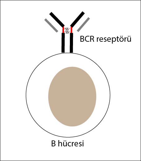 B hücre yapısı