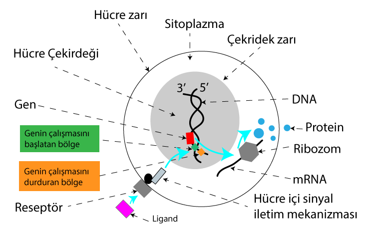 Protein sentezinin uyarılması