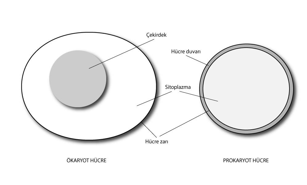 Ökaryot ve prokaryot hücrelerin özellikleri