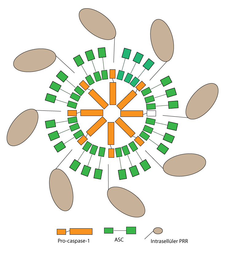 Inflammasomes