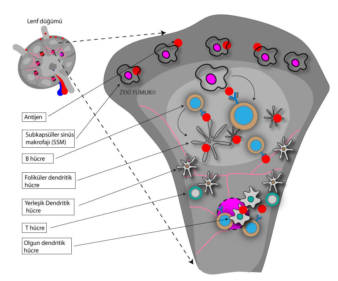 Lenf düğümünde bulunan kanal ağından geçen antijenler dokunun her tarafına pasif olarak yayılır, büyük antijenlerin B hücresi ile karşılaşmaları için subkapsüller sinüs makrofajları gereklidir.