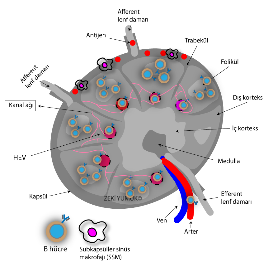 Lenf düğümünde bulunan kanal ağından geçen antijenler dokunun her tarafına pasif olarak yayılır, büyük antijenlerin B hücresi ile karşılaşmaları için subkapsüller sinüs makrofajları gereklidir.
