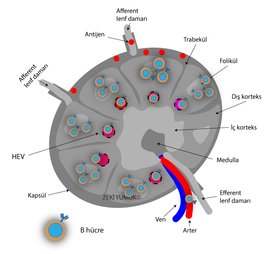 B hücresi kan aracılığıyla lenf düğümüne gider, bir süre sonra antijenle karşılaşamazsa tekrar kana karışarak başka lenf dokusuna doğru yola çıkar