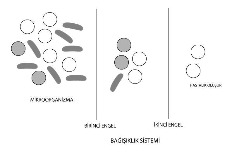 Savunma sistemi birinci ve ikinci engel