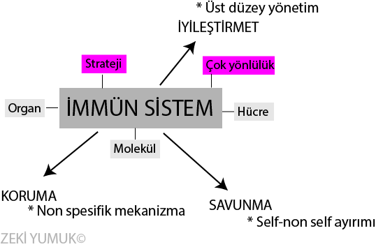 İmmünolojik ifade