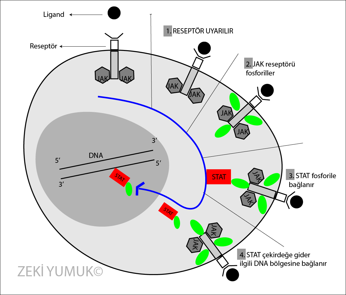 JAK/STAT sinyal ileti