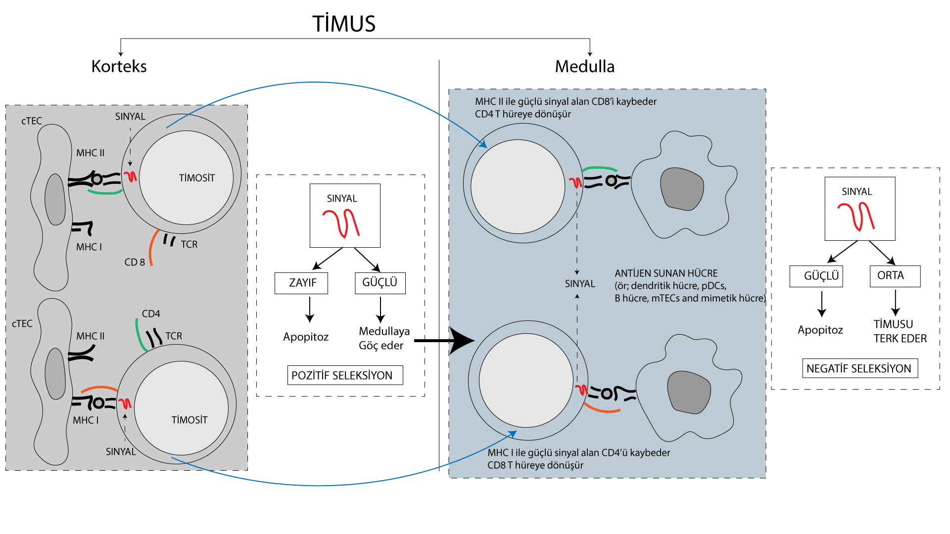 T hücrelerinin timusta pozitif ve negatif seleksiyonu