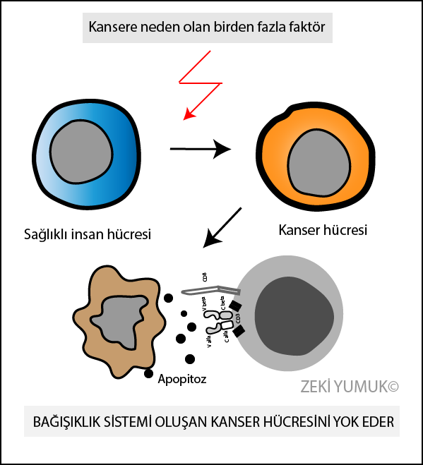 İmmün sistem kanserleşen hücrelere karşı savunma yapar