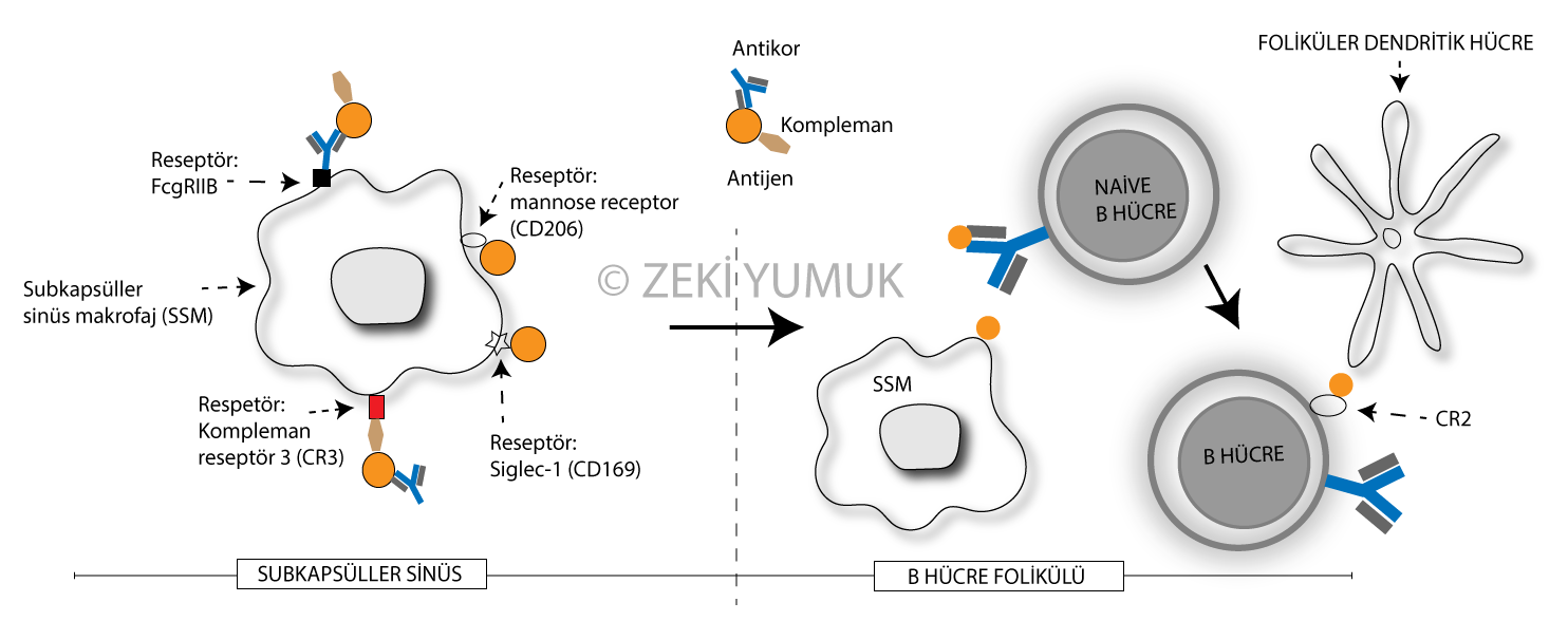 B hücresinin T hücresine antijen sunması